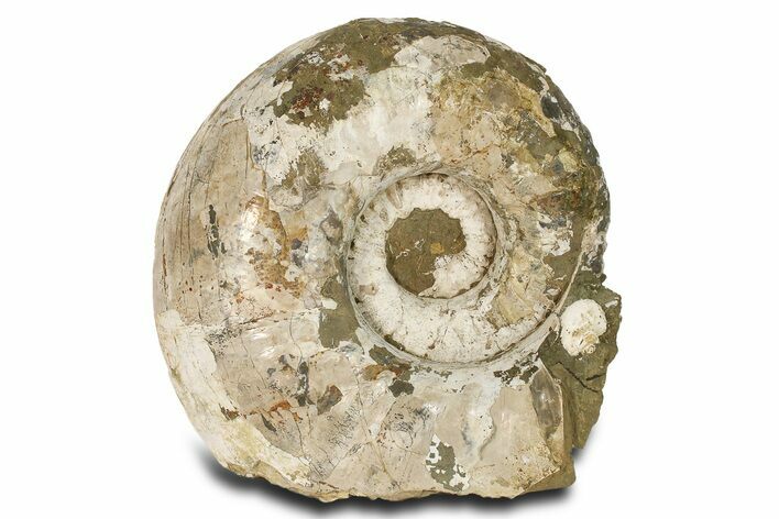 Massive, White Ammonite Fossil ( Lbs) - Madagascar #280485